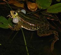 Rana lessonae - Pool Frog