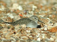 Calidris alpina - Dunlin