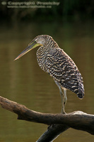 Tigrisoma mexicanum - Bare-throated Tiger-Heron