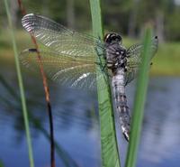 Image of: Leucorrhinia