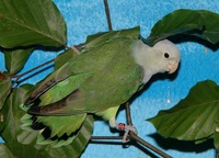 Agapornis cana - Grey-headed Lovebird