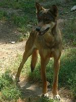 Canis lupus lupus - Gray Wolf