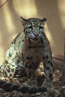 Neofelis nebulosa - Clouded Leopard