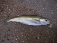 Pollachius virens - Coal Fish