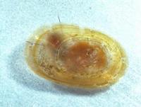 Image of: Laevapex fuscus (dusky ancylid)