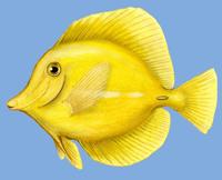 Image of: Zebrasoma flavescens (yellow tang)