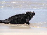 Image of: Amblyrhynchus cristatus (marine iguana)