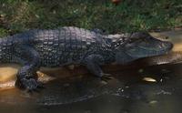 Image of: Caiman latirostris (broad-snouted caiman)