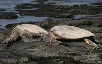 Image of: Chelonia mydas (green sea turtle)