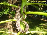 Image of: Corallus hortulanus (Amazon tree boa)