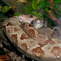 Corallus hortulanus - Amazon Tree Boa