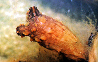 Leathery sea squirt, Styela clava