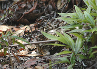 Sulawesi Nightjar - Caprimulgus celebensis