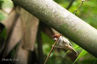 Short-tailed Parrotbill - Paradoxornis davidianus