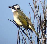 Light-vented Bulbul - Pycnonotus sinensis