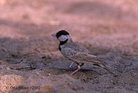 Black-crowned Sparrow Lark - Eremopterix nigriceps