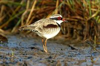 Black-fronted Dotterel