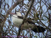 Abbott's Booby - Sula abbotti