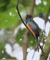 Orange-bellied Trogon (Trogon aurantiiventris) photo