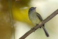 Yellow-margined Flycatcher (Tolmomyias assimilis) photo