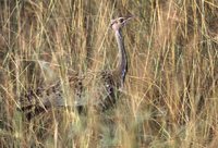 Black-bellied Bustard - Lissotis melanogaster