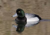 Greater Scaup (Aythya marila) photo