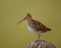 Wilson's Snipe (Gallinago delicata) photo