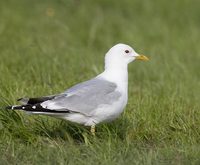 Common Gull (Larus canus) photo