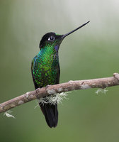 Buff-winged Starfrontlet (Coeligena lutetiae) photo