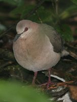 White-tipped Dove - Leptotila verreauxi