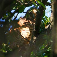 Pel's Fishing-Owl - Scotopelia peli