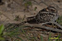 Scissor-tailed Nightjar - Hydropsalis torquata