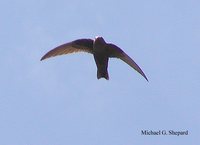 Black Swift - Cypseloides niger