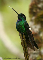 Buff-winged Starfrontlet - Coeligena lutetiae