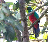 Golden-headed Quetzal - Pharomachrus auriceps