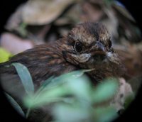 Scaly Ground-Roller - Brachypteracias squamigera