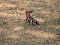 Eurasian Hoopoe - Upupa epops