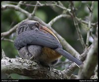 Malabar Grey Hornbill - Ocyceros griseus