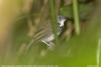 Ringed Antpipit - Corythopis torquatus