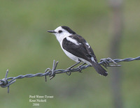 Pied Water-Tyrant - Fluvicola pica