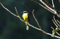 Boat-billed Flycatcher - Megarynchus pitangua