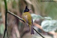 Black-crested Bulbul - Pycnonotus melanicterus