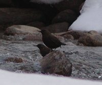 Brown Dipper - Cinclus pallasii