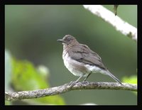 Black-billed Thrush - Turdus ignobilis