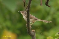 Plain Prinia - Prinia inornata