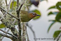 Chestnut-faced Babbler - Stachyris whiteheadi