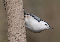 White-breasted Nuthatch - Sitta carolinensis