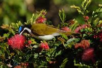 Blue-faced Honeyeater - Entomyzon cyanotis