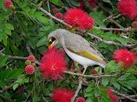 Yellow-throated Miner - Manorina flavigula