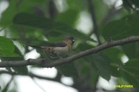 White-rumped Munia - Lonchura striata